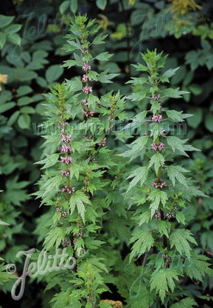 gla112 srdcovnik obycajny